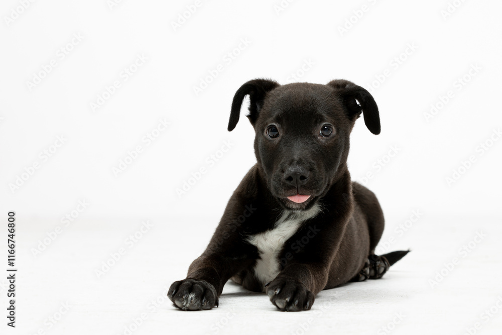 A Playful Black Puppy Sitting Cute on a Soft White Background Full of Joy and Life A Playful Black Puppy Sitting Cute on a Soft White Background Full of Joy and Life