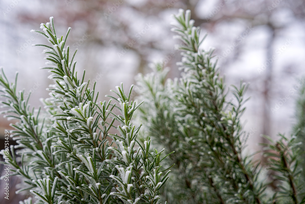 Close-up of frosted branches of bush at garden on a foggy winter morning. Photo taken January 1st, 2024, Zurich, Switzerland. Close-up of frosted branches of bush at garden on a foggy winter morning. Photo taken January 1st, 2024, Zurich, Switzerland.