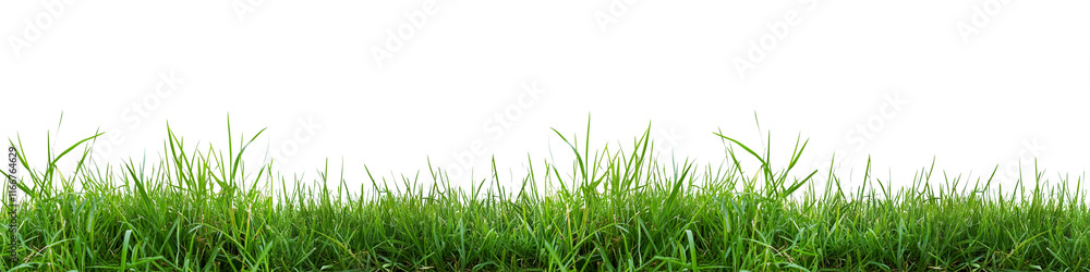 A long green grassy field with no other objects in the background A long green grassy field with no other objects in the background