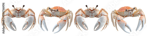 Obraz na płótnie Four crabs are shown in a row, with one of them being the largest w salonie