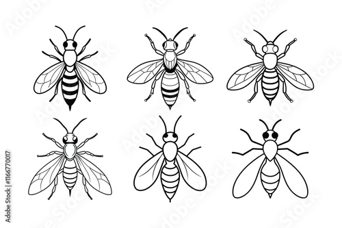 Gall Wasp (Cynipidae) insect design, labeled line art vector illustration.