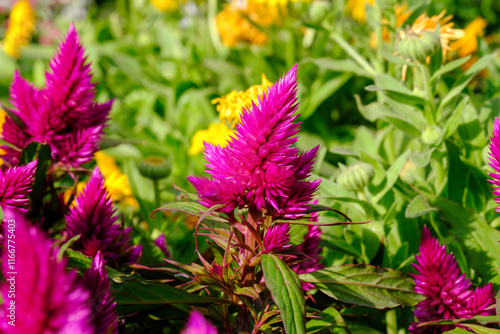 Colorful pink cockscomb or celosia flowers grows at glasshouse photo