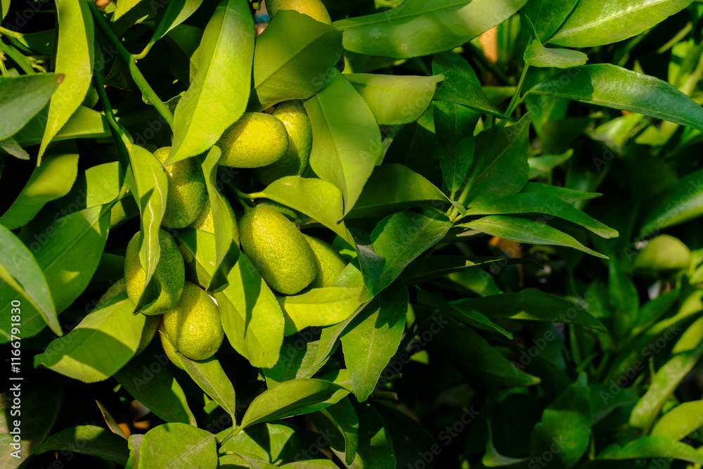 The mandarin or clementine tree grows at greenhouse The mandarin or clementine tree grows at greenhouse