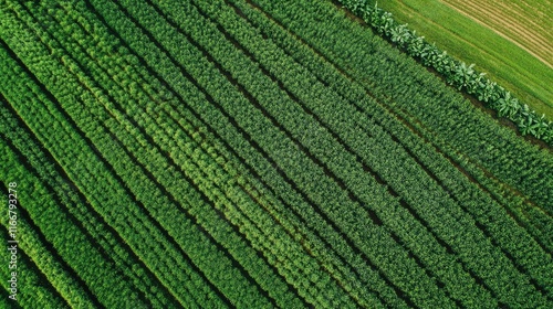 Aerial view of lush agricultural fields showcasing vibrant green crops in structured rows and patterns for background use.