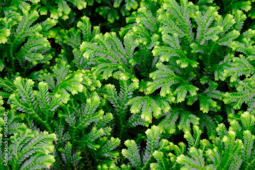 Selaginella, also known as spikemosses or lesser clubmosses photo