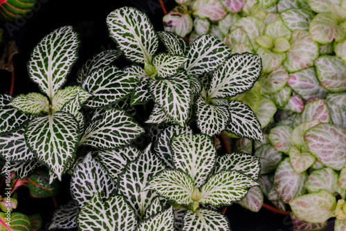 Nerve plant aka fittonia, mosaic plant, painted net leaf plant photo