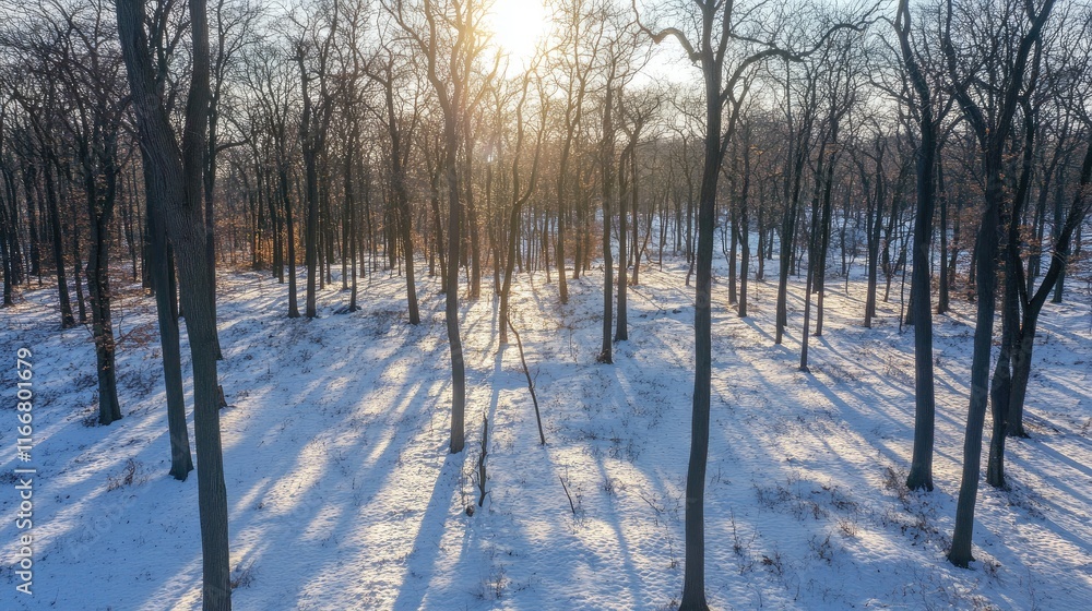 Aerial view of a snowy winter forest with sunlight streaming through bare trees creating shadows on the ground in a tranquil landscape. Aerial view of a snowy winter forest with sunlight streaming through bare trees creating shadows on the ground in a tranquil landscape.