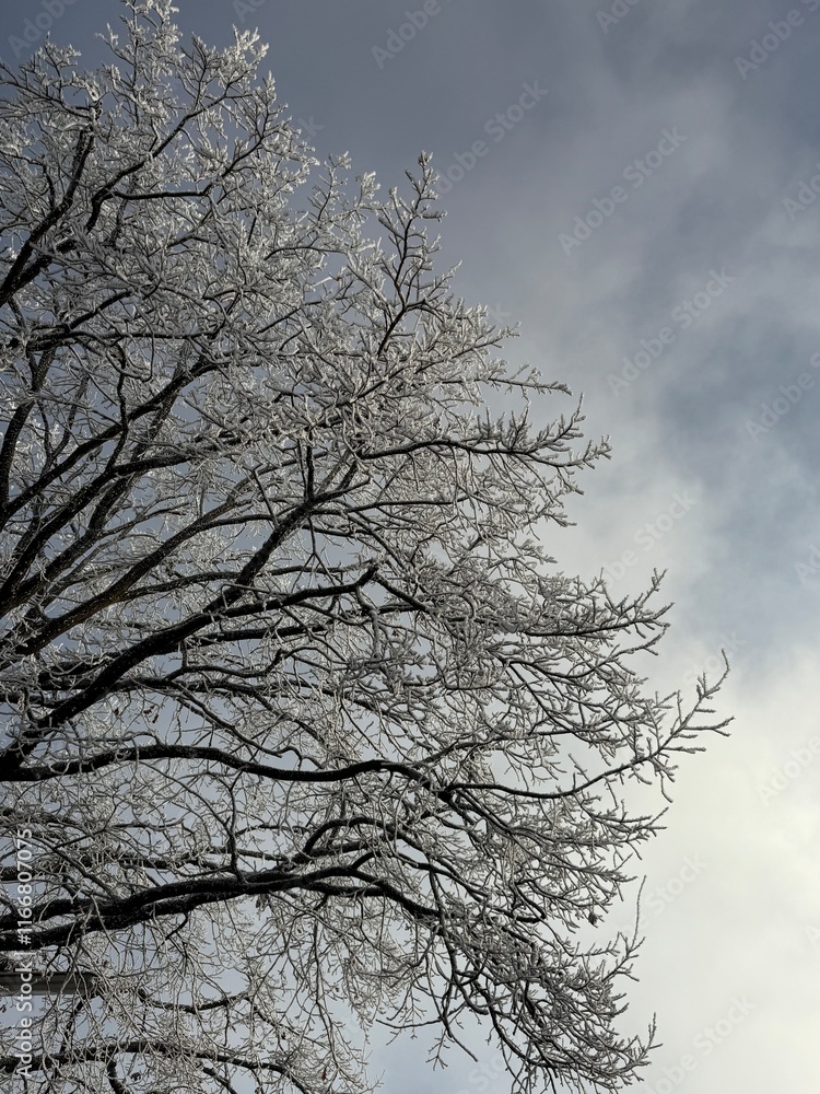 tree in winter tree in winter