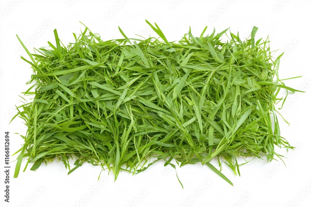 Fresh Green Grass Texture for Natural Background or Seasonal Decor Projects Fresh Green Grass Texture for Natural Background or Seasonal Decor Projects