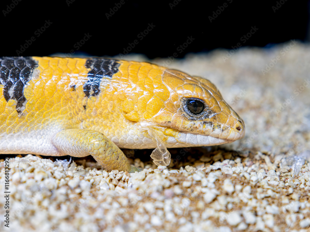 Naklejka premium ピーターズバンデッドスキンクのアップ