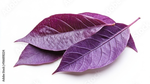 Purple miana leaves rich in alkaloids essential oils tannins flavonoids and saponins showcasing antimicrobial and antibacterial properties. photo