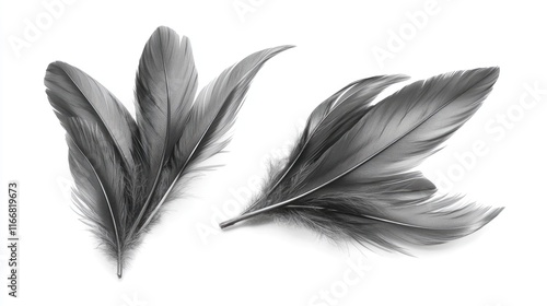 Elegant Gray Bird Wing Feathers Isolated on White Background for Natural and Artistic Design Use photo