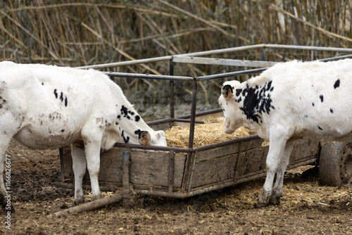 White and black cows on the farm eat hay from the feeder photo