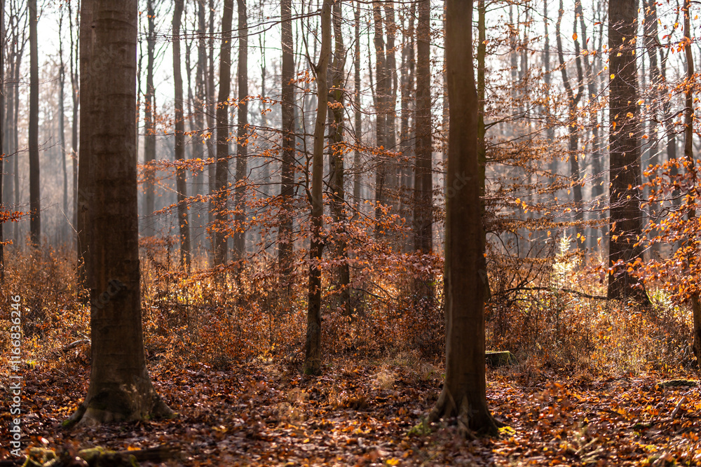 Der Wald im Herbst bei leichtem Nebel und schöner Sonne Der Wald im Herbst bei leichtem Nebel und schöner Sonne