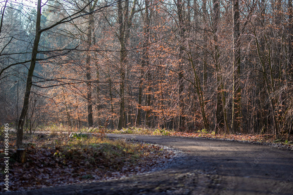 Waldweg im Herbst bei Sonne und lichtem Nebel Waldweg im Herbst bei Sonne und lichtem Nebel