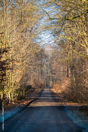 Waldweg im Herbst bei Sonne und lichtem Nebel photo