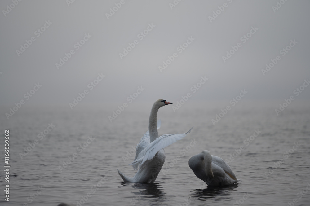 Fototapeta premium Swan