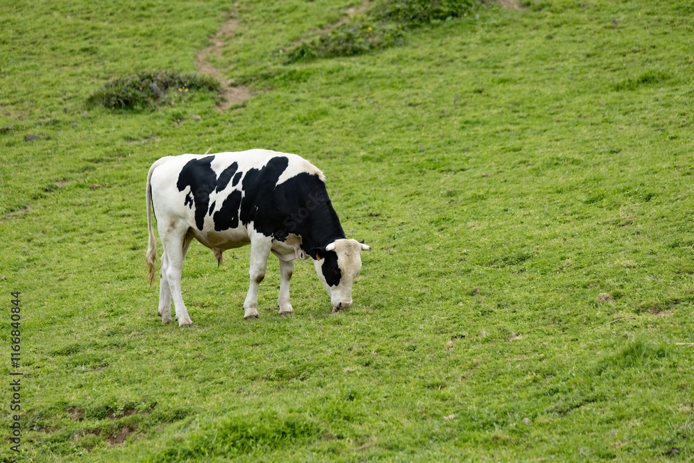 Cow grazing on the green meadow in Azores Portugal Cow grazing on the green meadow in Azores Portugal