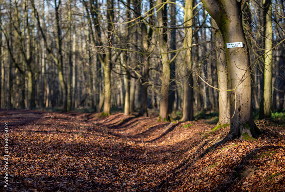 Fototapeta premium Bäume im Herbst an einem Weg im Wald