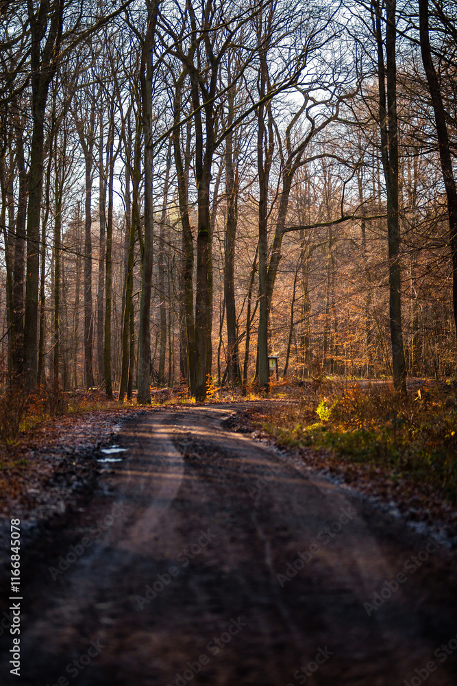 Obraz premium Waldweg im Herbst bei Sonne und lichtem Nebel