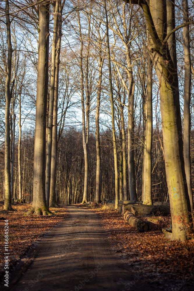 Fototapeta premium Der Wald im Herbst bei leichtem Nebel und schöner Sonne