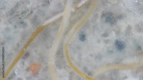 worm Nematoda Pontonema vulgare under microscope, family Oncholaimidae. Found in silted soil, under stones, in algae tangles. White Sea photo