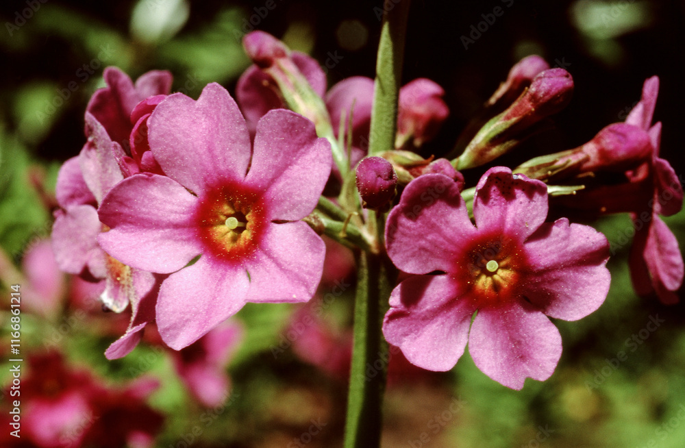 Fototapeta premium Primevere, Primula burmanica