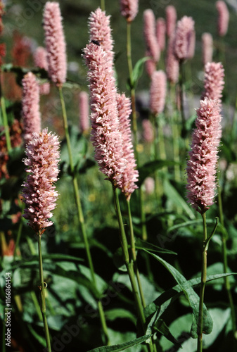 Renouée bistorte, Polygonum biscorta photo