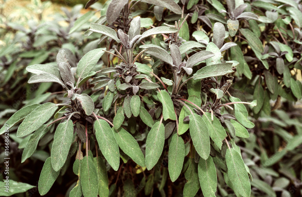 Sauge officinal pourpre, Salvia officinalis purputascens Sauge officinal pourpre, Salvia officinalis purputascens