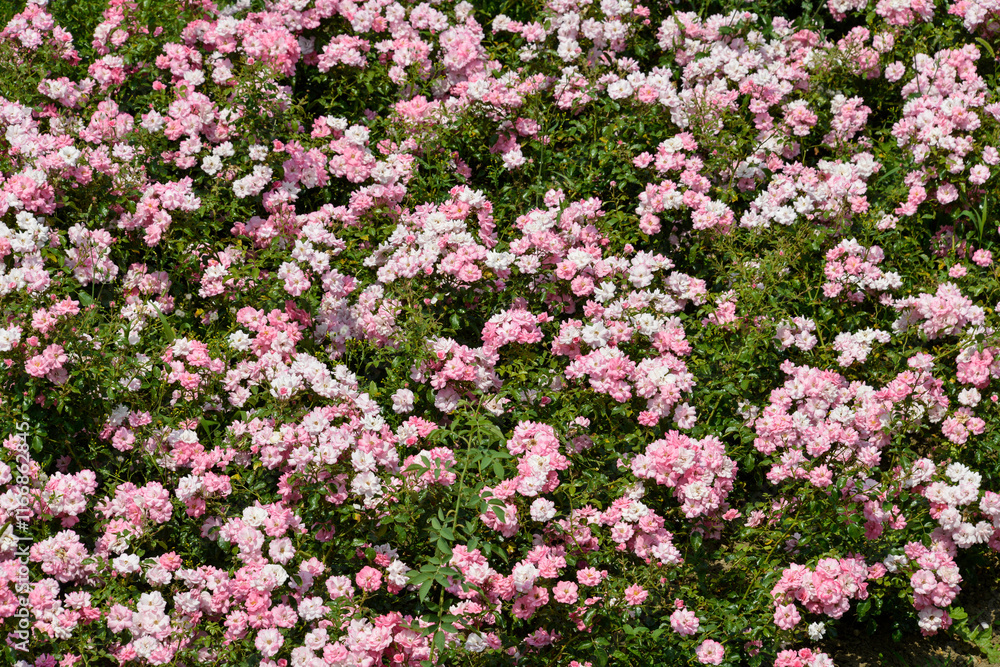 Naklejka premium Rosier, variété Bonica