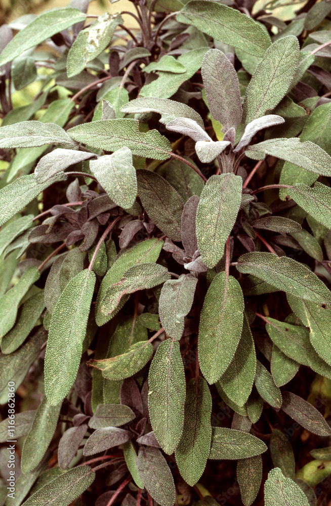 Obraz premium Sauge officinal pourpre, Salvia officinalis purputascens