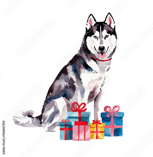 husky (sled dog) with giftbox watercolor vector illustration