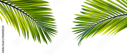 Tropical palm leaf isolated on white background photo