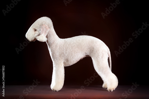Bedlington Terrier standing in breed position against dark background