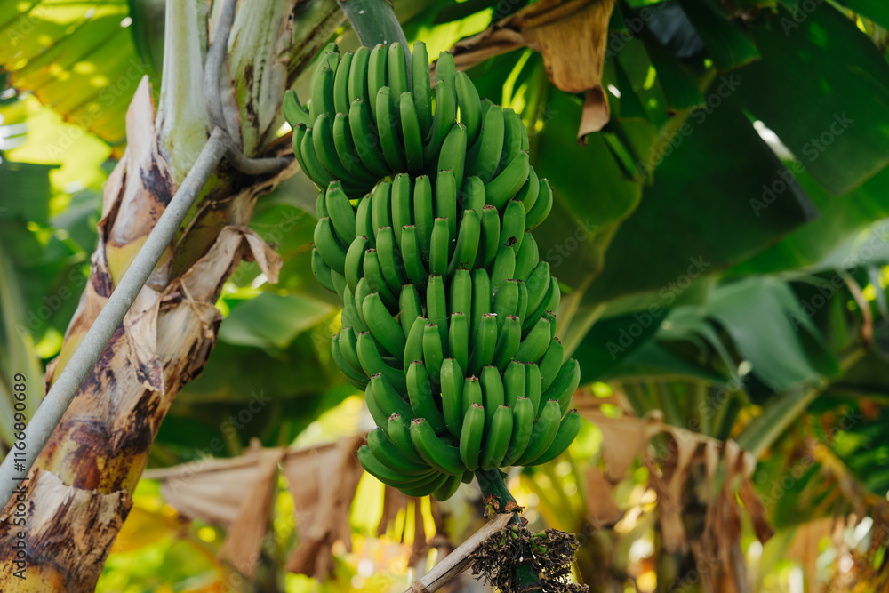 Green bananas growing on the plant, showcasing their fresh, vibrant color and natural texture. The bananas appear healthy and organic, with the sunlight highlighting their smooth surfaces. Green bananas growing on the plant, showcasing their fresh, vibrant color and natural texture. The bananas appear healthy and organic, with the sunlight highlighting their smooth surfaces.