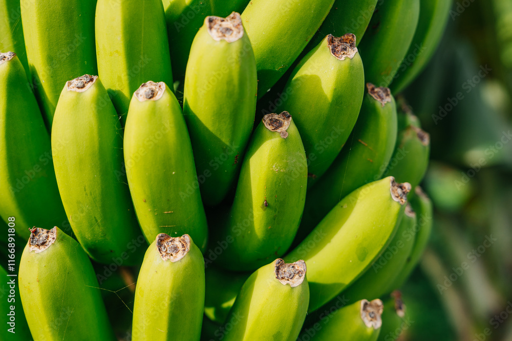 Detailed shot of a banana cluster hanging on a banana tree, showcasing vibrant green, unripe bananas growing in a tropical environment. scene emphasizes the growth stage of bananas in Detailed shot of a banana cluster hanging on a banana tree, showcasing vibrant green, unripe bananas growing in a tropical environment. scene emphasizes the growth stage of bananas in