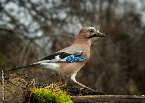 bird on a branch photo