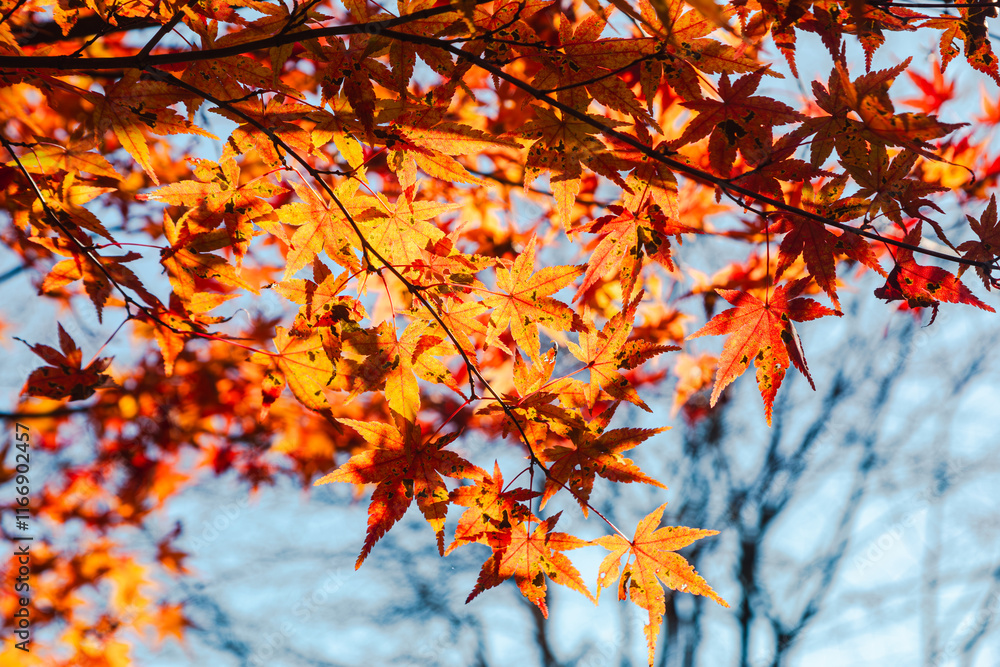 桜山公園　紅葉風景　紅葉　もみじ
紅葉狩り