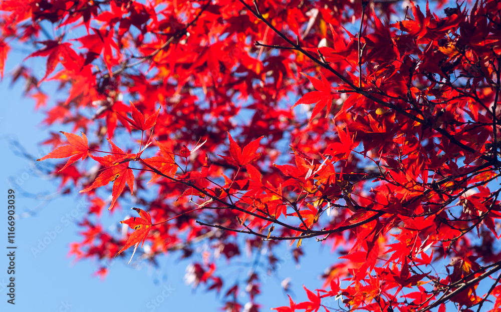 桜山公園 紅葉風景 紅葉 もみじ
紅葉狩り 桜山公園 紅葉風景 紅葉 もみじ
紅葉狩り
