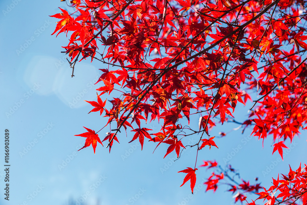 桜山公園　紅葉風景　紅葉　もみじ
紅葉狩り