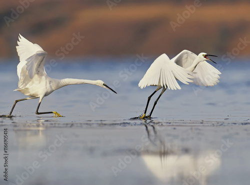 Small white herons are fighting for food