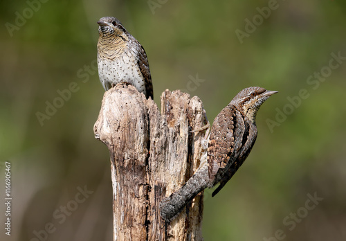 Family pairs of northern wryneck (Jynx torquilla) shot very close-up on a blurry background in interesting and amazing courtship poses