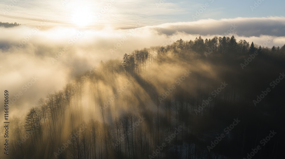 Fototapeta premium Beautiful sunshine in the forest