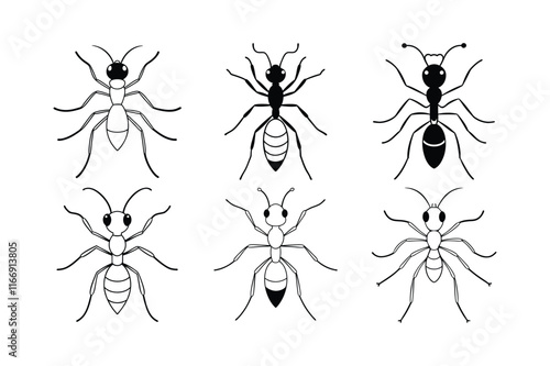 Bullet Ant (Paraponera clavata) insect design, labeled line art vector illustration.