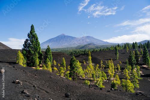 Breathtaking landscape of volcanic terrain on Tenerife, featuring lush Canary Island pine trees (Pinus canariensis) growing amidst black volcanic soil. The majestic Mount Teide, a UNESCO 