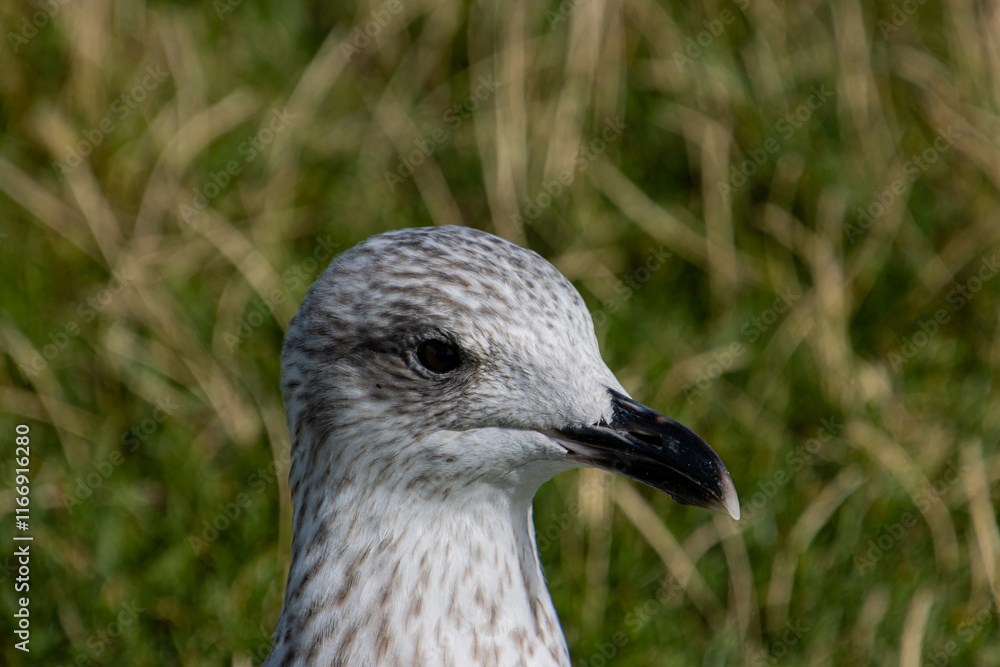 Close-Up of the Head of a Grey Seagull Against Natural Greenery on a Sunny Day Close-Up of the Head of a Grey Seagull Against Natural Greenery on a Sunny Day