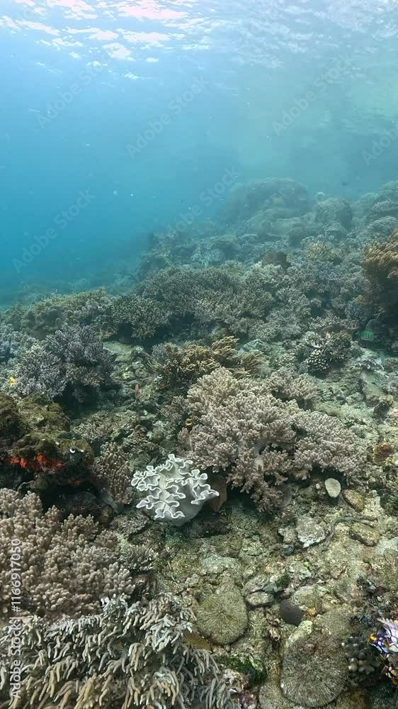Sea life of coral reefs. Lembeh Strait, North Sulawesi, Indonesia. 4k underwater video Sea life of coral reefs. Lembeh Strait, North Sulawesi, Indonesia. 4k underwater video