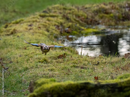 Eichelhäher (Garrulus glandarius) photo