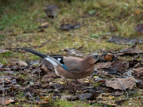 Eichelhäher (Garrulus glandarius) photo