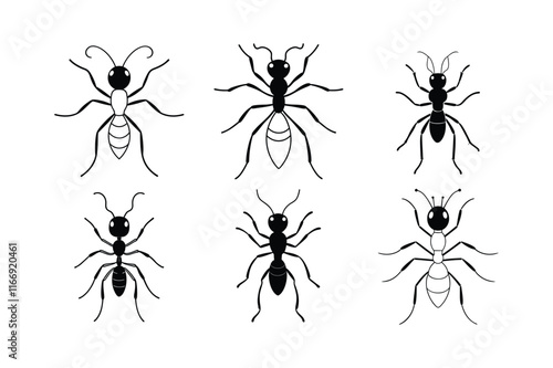 Driver Ant (Dorylinae) insect design, labeled line art vector illustration.